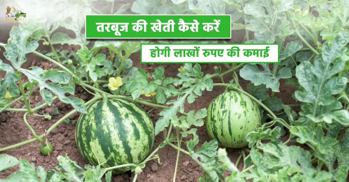 तरबूज की खेती कैसे करें: होगी लाखों रुपए की कमाई
