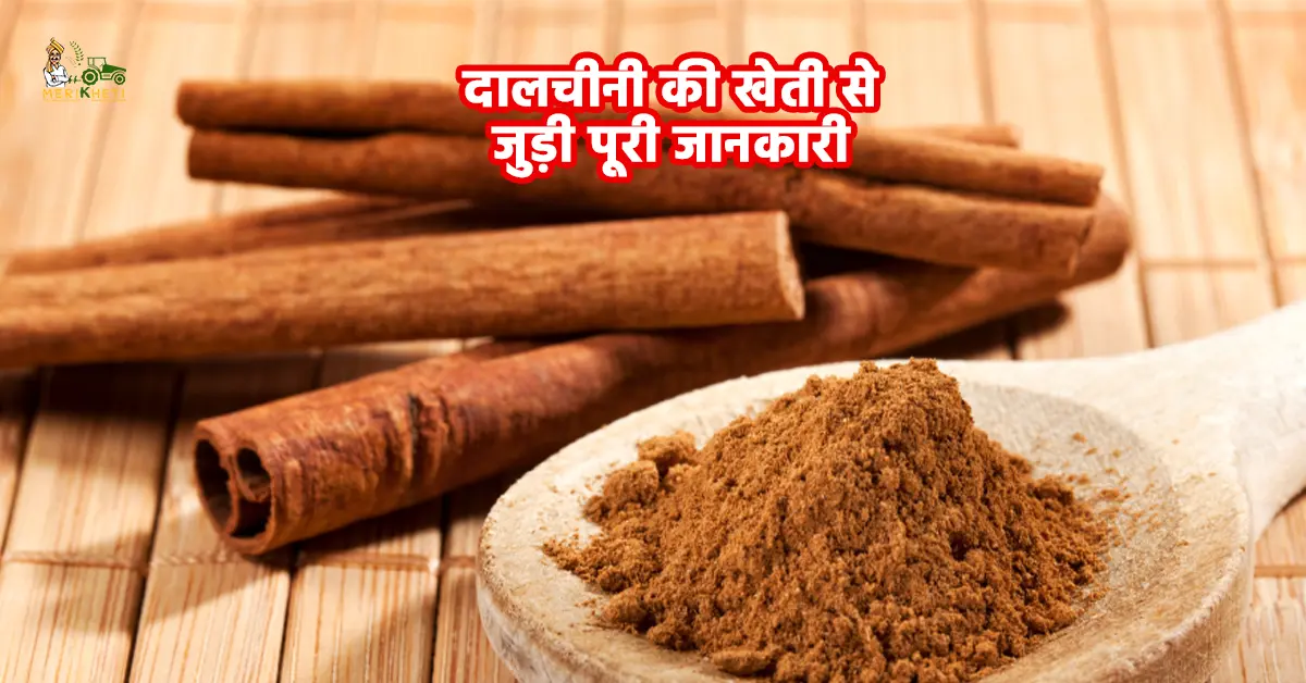 दालचीनी की खेती: जानें खेती का सही समय, तरीका और उन्नत किस्में