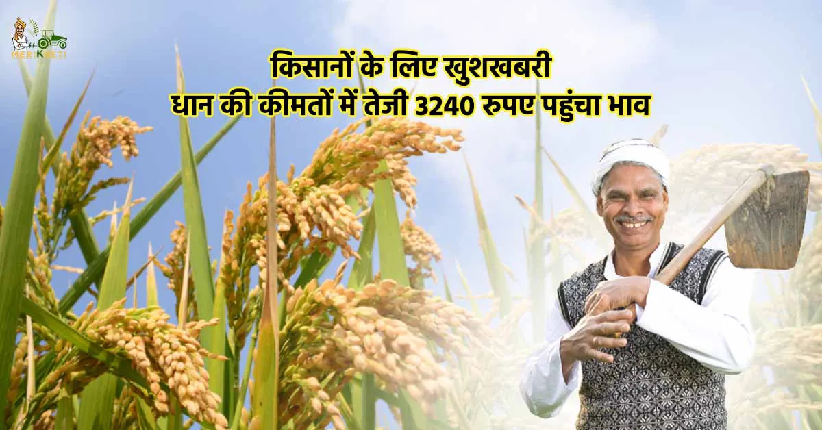 किसानों के लिए खुशखबरी: धान की कीमतों में तेजी 3240 रुपए पहुंचा भाव