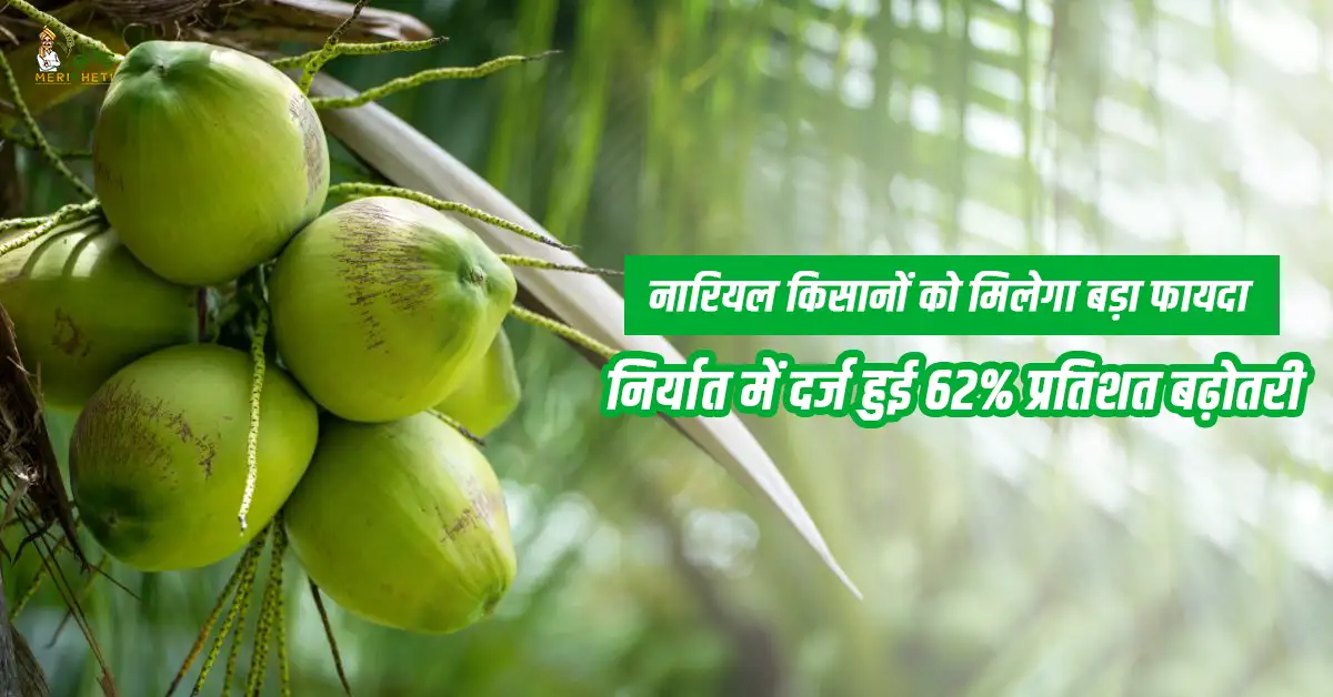 नारियल किसानों को मिलेगा बड़ा फायदा, निर्यात में दर्ज हुई 62% प्रतिशत बढ़ोतरी  