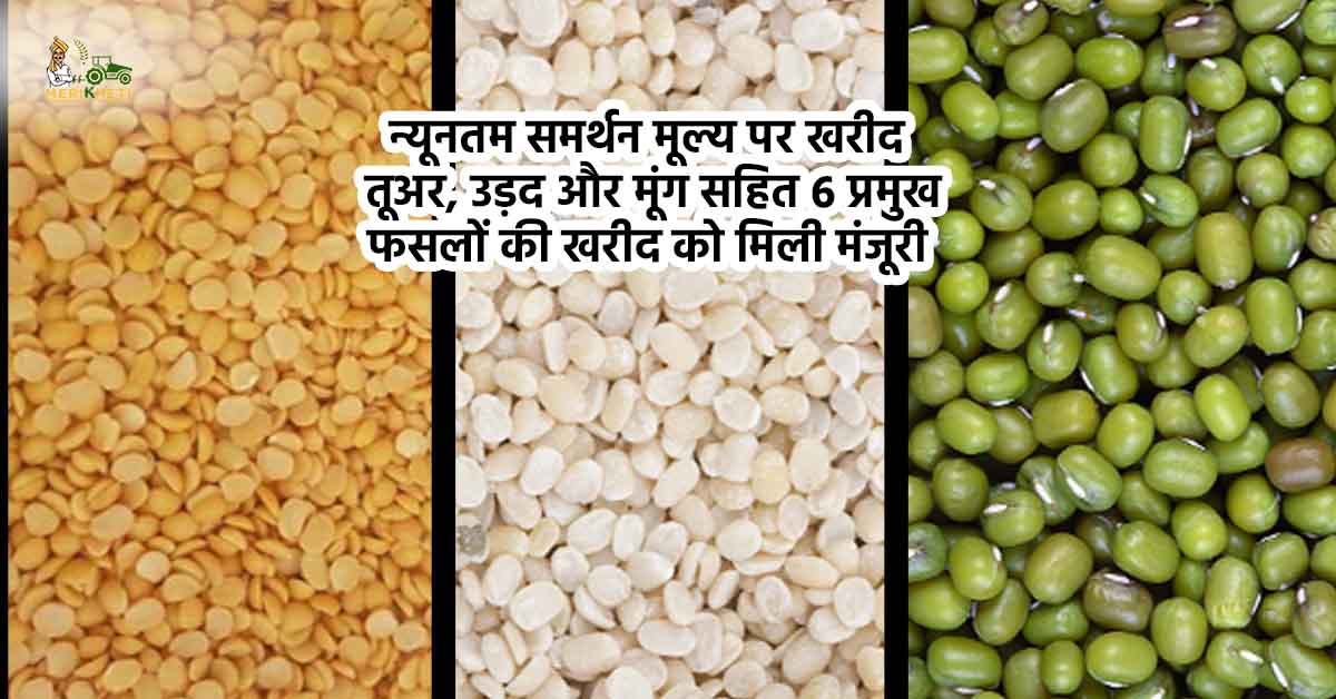  तुअर, उड़द और मूंग समेत 6 प्रमुख फसलों की न्यूनतम समर्थन मूल्य पर खरीद संबंधी मंजूरी वाली दालों की तस्वीर