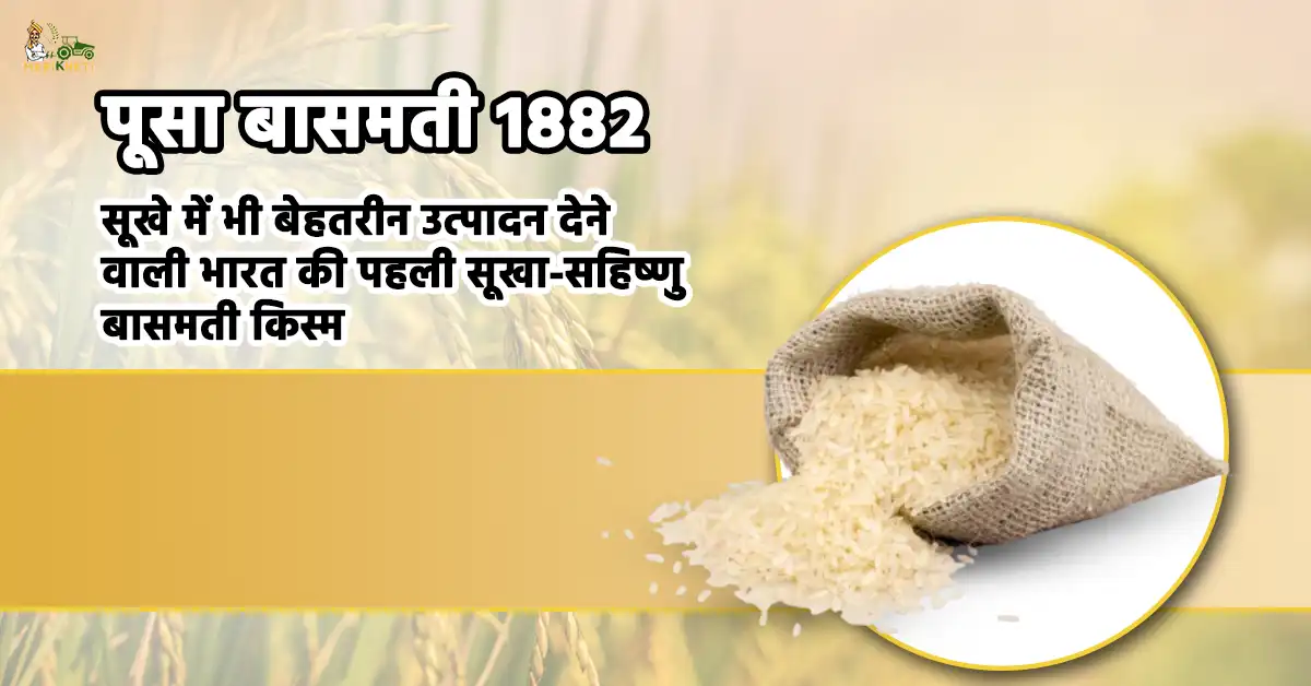 पूसा बासमती 1882: सूखे में भी बेहतरीन उत्पादन देने वाली भारत की पहली सूखा-सहिष्णु बासमती किस्म