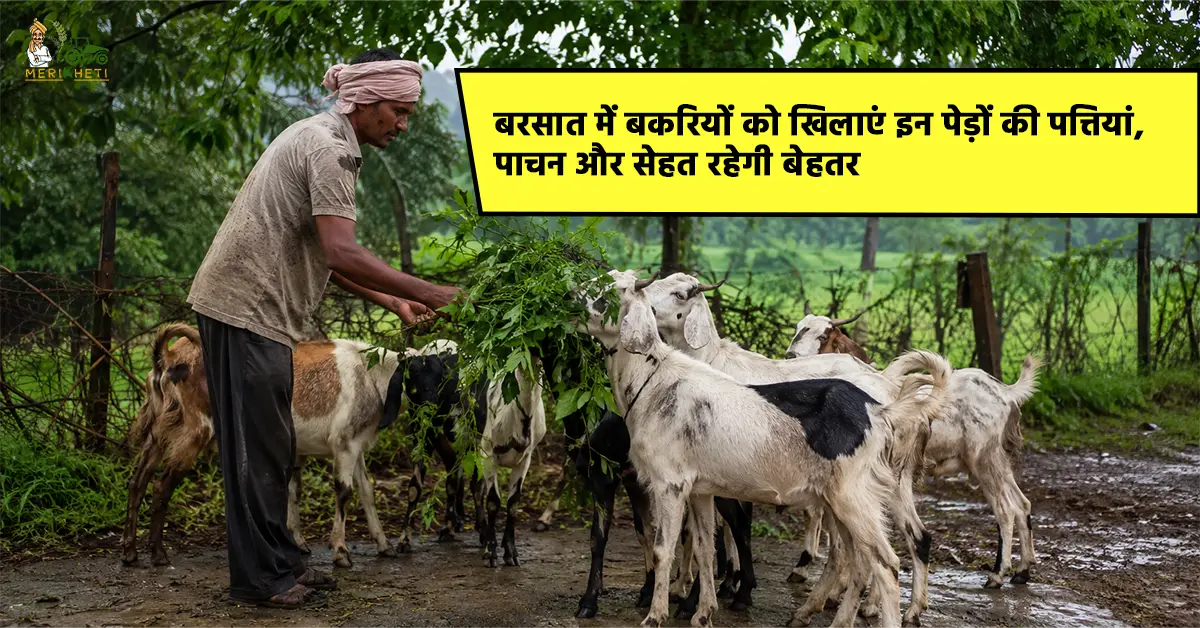 बकरी पालन: बरसात में बकरियों को खिलाएं इन पेड़ों की पत्तियां, पाचन और सेहत में होगा सुधार 