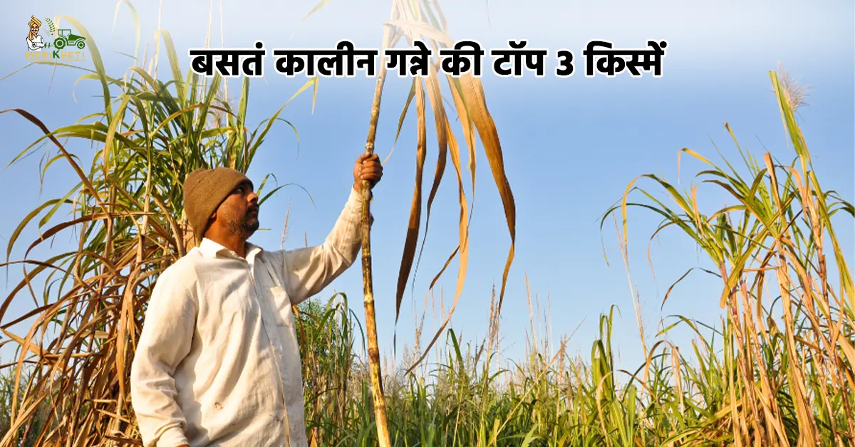 बसंत कालीन गन्ने की टॉप 3 किस्में: कम लागत में 600 क्विंटल प्रति हेक्टेयर तक दे सकती हैं जबरदस्त उपज