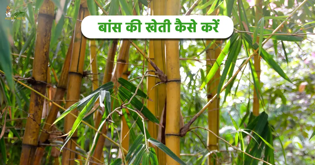 बांस की खेती कैसे करें: किसान करें लाखों रुपए की कमाई