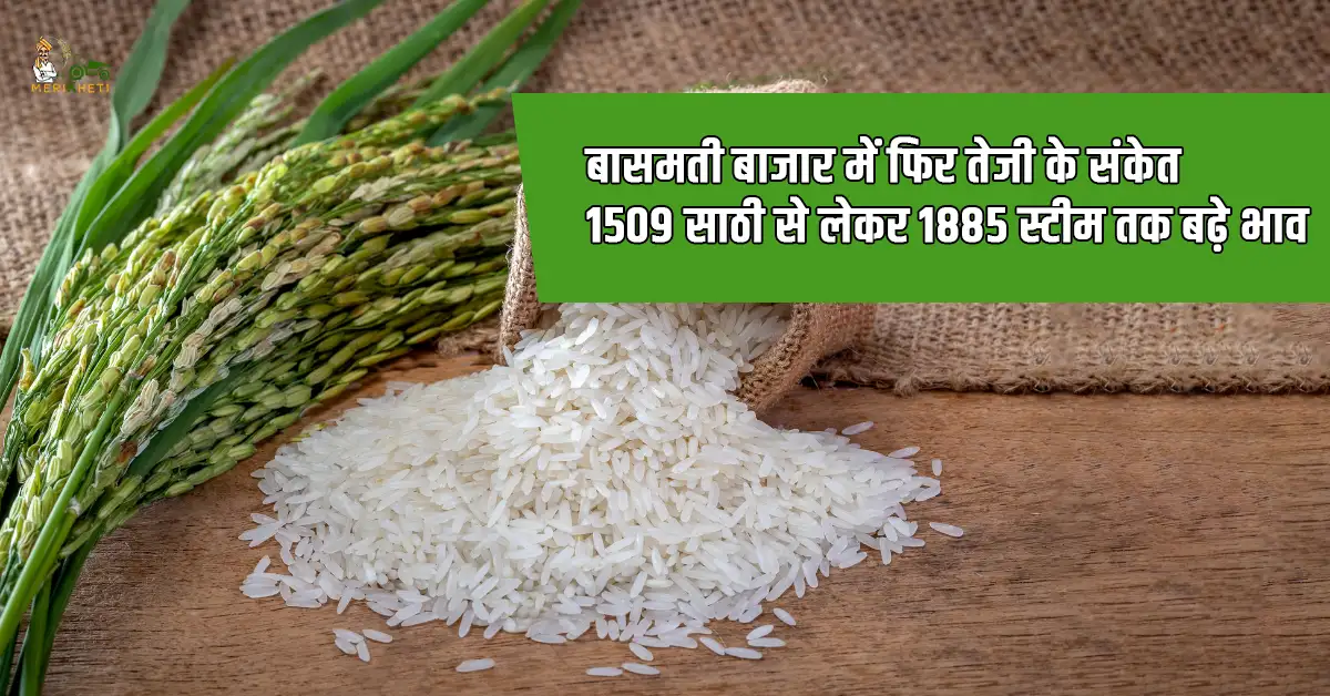 बासमती बाजार में फिर तेजी के संकेत, 1509 साठी से लेकर 1885 स्टीम तक बढ़े भाव