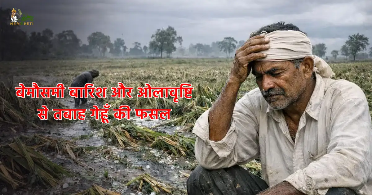 बेमौसमी बारिश और ओलावृष्टि से गेहूँ का नुकसान: क्या किसानों को मिलेगी सरकारी सहायता?