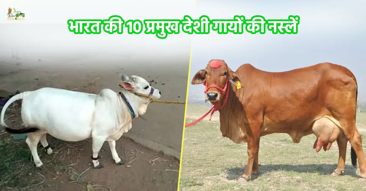 भारत की 10 प्रमुख देशी गायों की नस्लें: जानें विशेषताएं, दूध उत्पादन क्षमता और पालन के फायदे