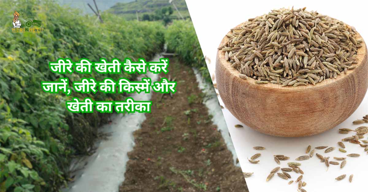 भारत में जीरे की खेती कैसे करें: जानें, जीरे की किस्में और खेती का तरीका