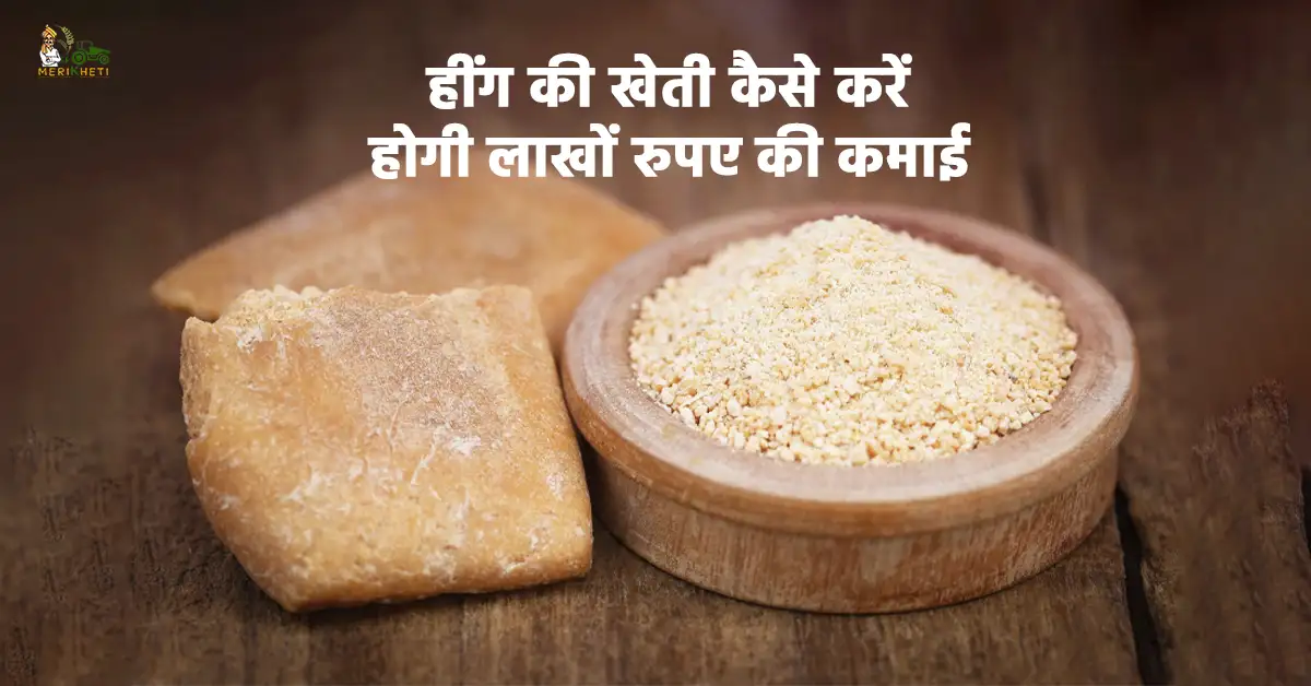 हींग की खेती कैसे करें: होंगी लाखों रुपए की कमाई