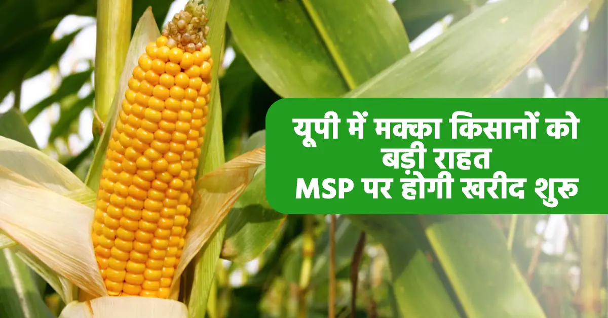 मक्का किसानों को बड़ी राहत: 15 जून से MSP पर होगी खरीद शुरू