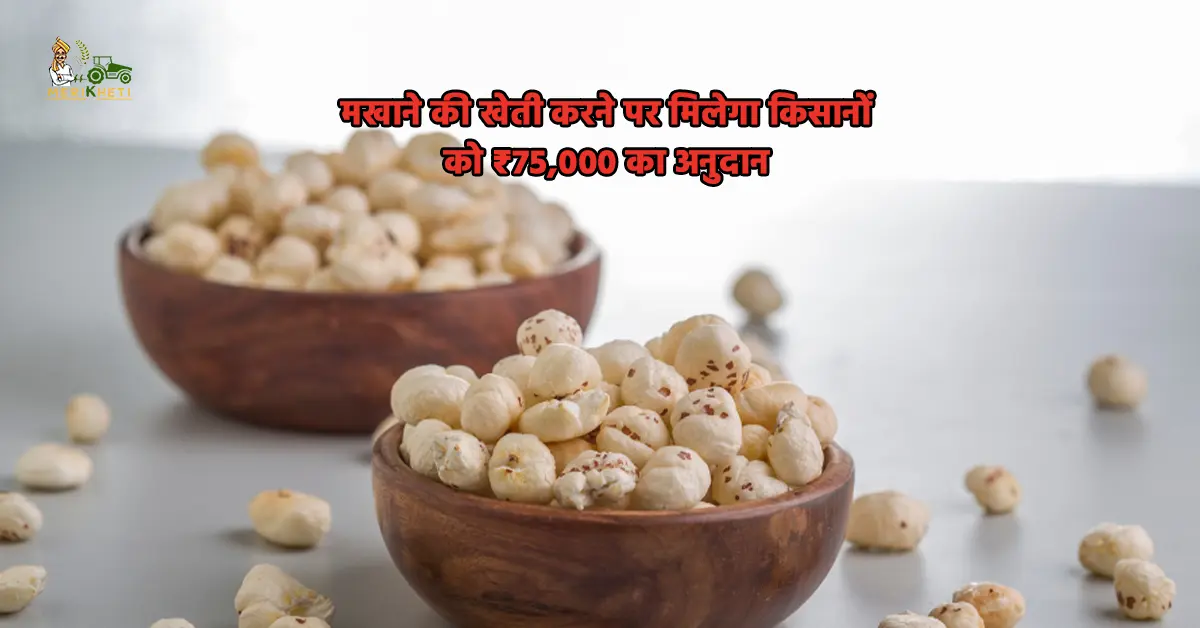 मखाने की खेती करने पर किसानों को मिलेगी ₹75,000 का अनुदान