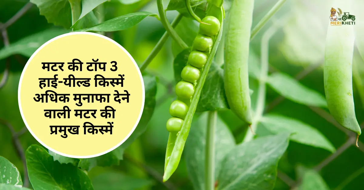 मटर की टॉप 3 हाई-यील्ड किस्में - अधिक मुनाफा देने वाली मटर की प्रमुख किस्में