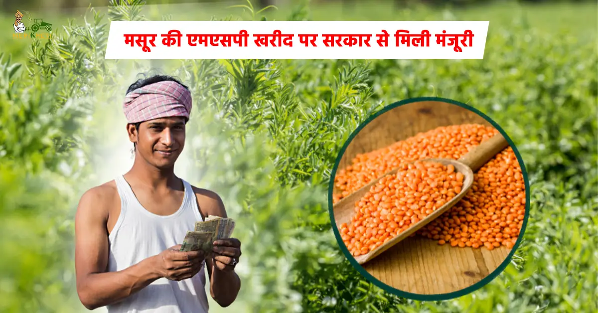 मसूर की एमएसपी खरीद पर सरकार से मिली मंजूरी: किसानों को मिली बड़ी राहत