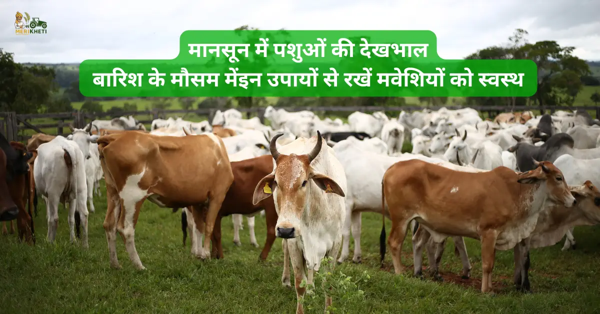 मानसून में पशुओं की देखभाल: बारिश के मौसम में इन उपायों से रखें मवेशियों को स्वस्थ