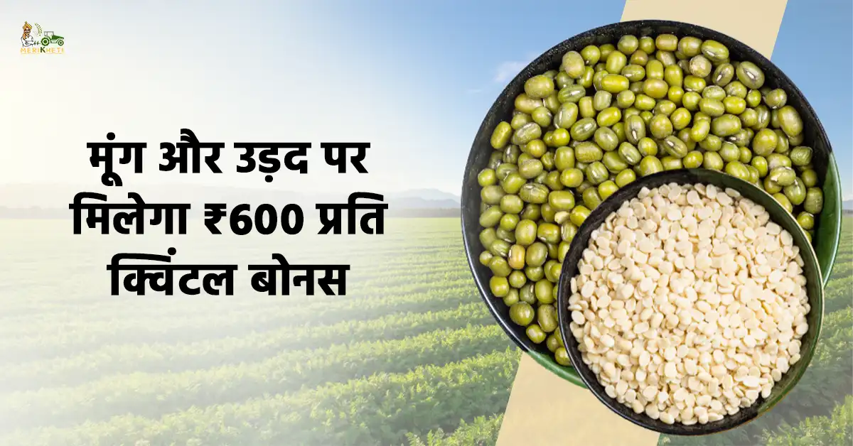 किसानों के लिए खुशखबरी: मूंग और उड़द पर मिलेगा ₹600 प्रति क्विंटल बोनस