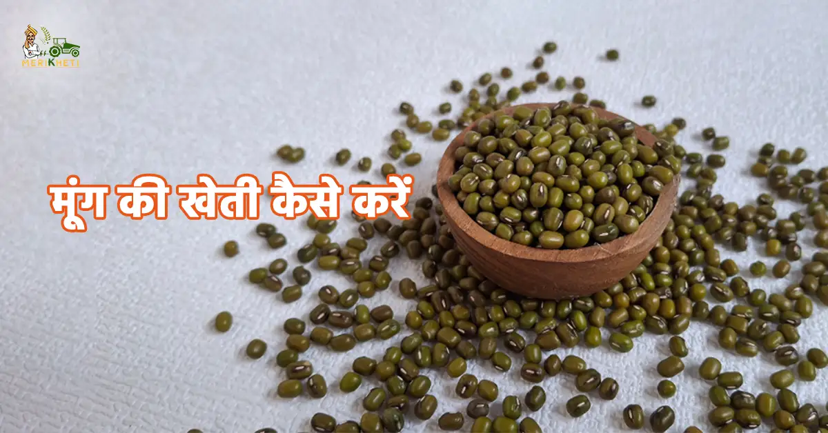 मूंग की खेती कैसे करें: उन्नत तकनीक और किस्मों की पूरी जानकारी 