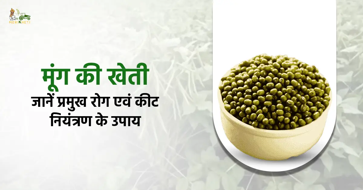 मूंग की खेती कैसे करें: जानें प्रमुख रोग एवं कीट नियंत्रण के उपाय 