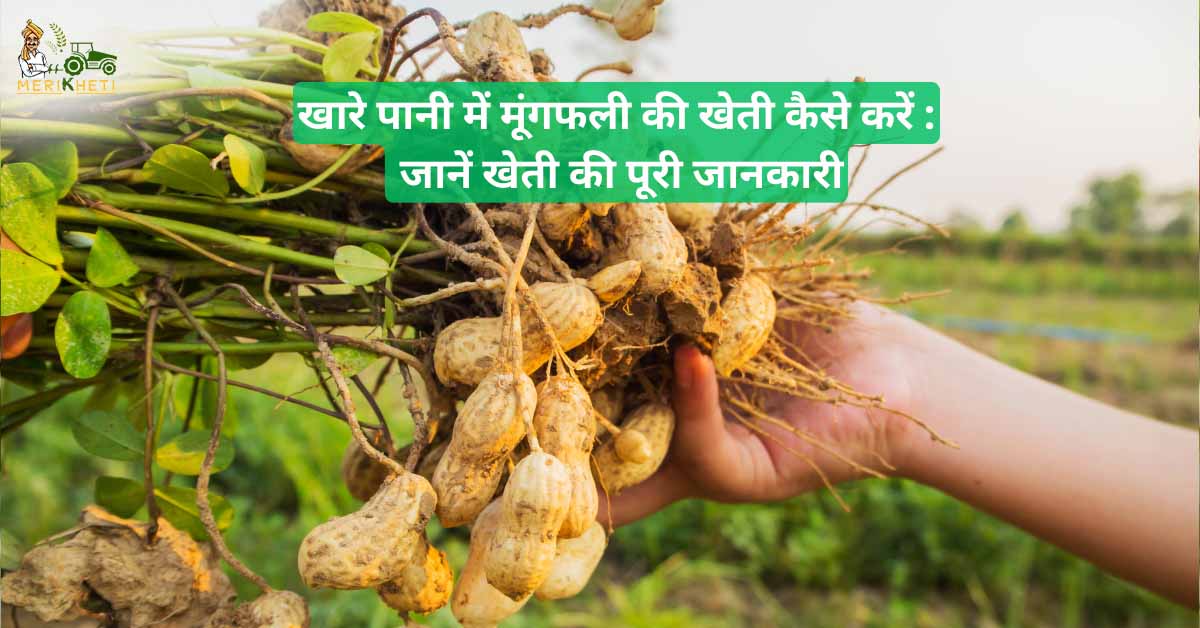 खारे पानी में मूंगफली की खेती कैसे करें : जानें खेती की पूरी जानकारी