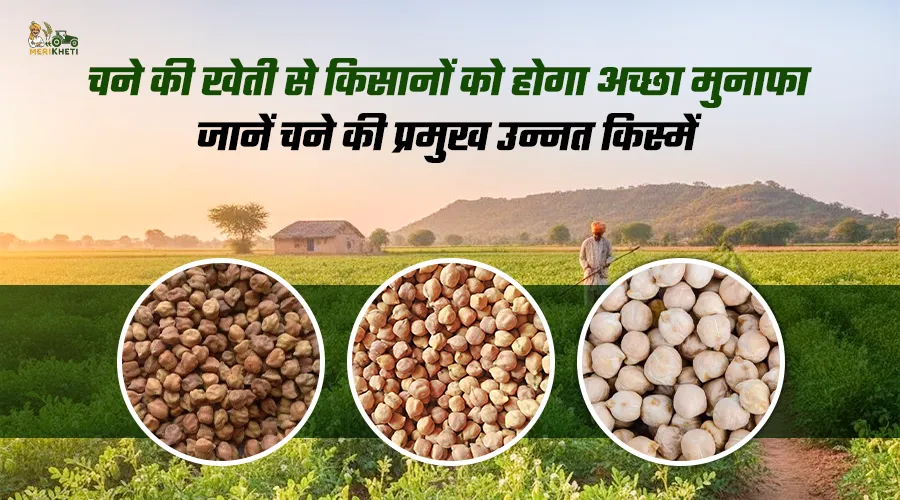 चने की खेती से किसानों को होगा अच्छा मुनाफा, जानें चने की प्रमुख उन्नत किस्में