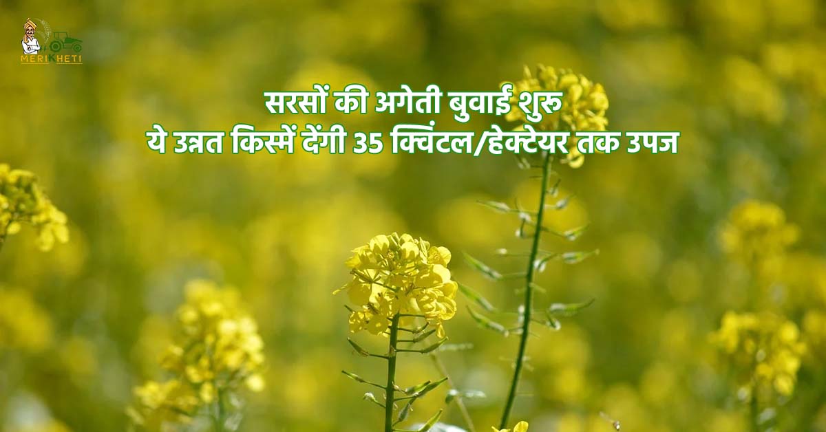 सरसों की अगेती बुवाई शुरू