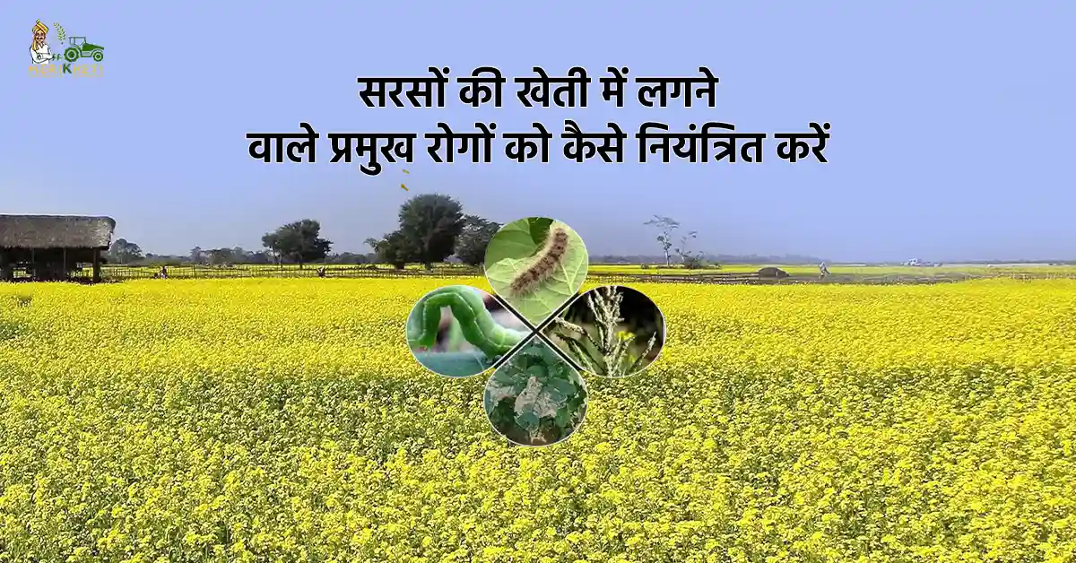 सरसों की खेती में लगने वाले प्रमुख रोग एवं उनके प्रभावी रोकथाम उपाय