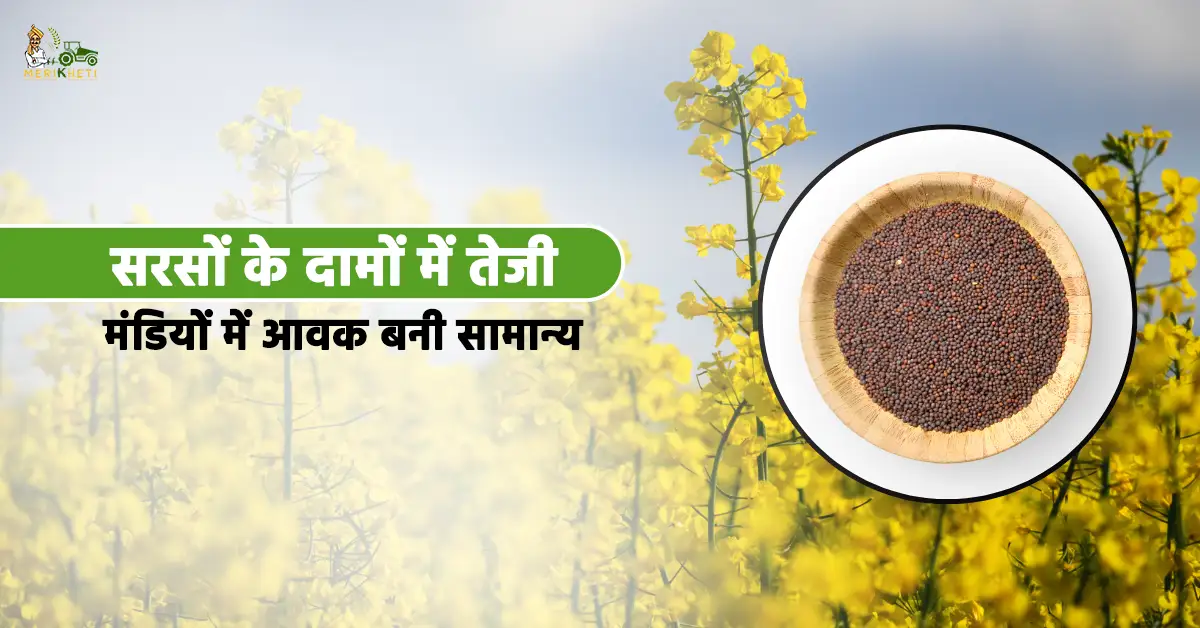 भारत की प्रमुख मंडियों में सरसों के भाव में आई शानदार तेजी 