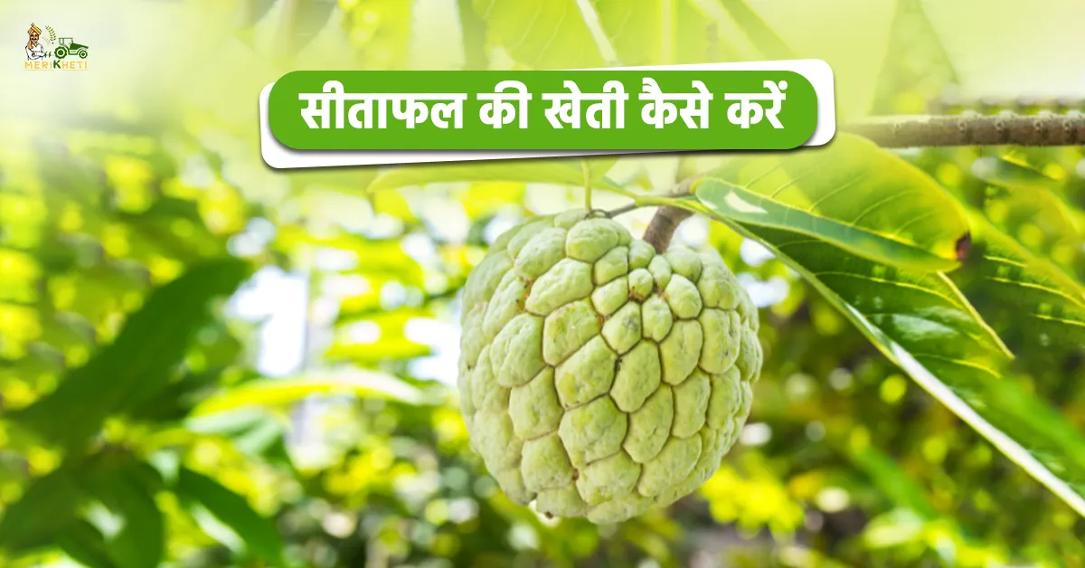 सीताफल की खेती कैसे करें: होगी लाखों रुपए की कमाई