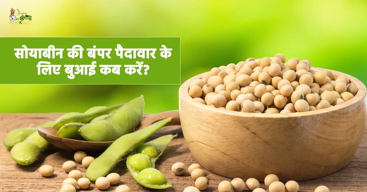 सोयाबीन की बंपर पैदावार के लिए बुआई कब करें? जानें सही समय