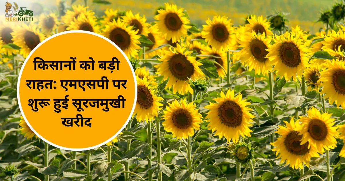 किसानों को बड़ी राहत: एमएसपी पर शुरू हुई सूरजमुखी खरीद, बढ़ेगी आमदनी