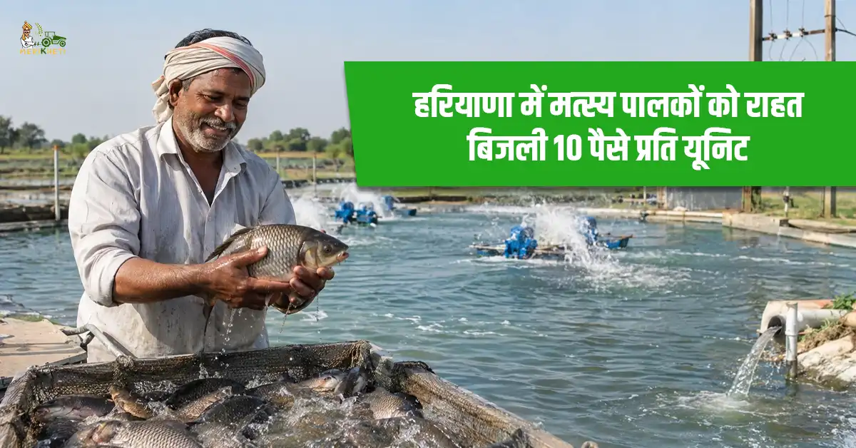 हरियाणा में मत्स्य पालकों को बड़ी राहत: कृषि फीडर पर 10 पैसे प्रति यूनिट बिजली, नई लैब और मछली मंडियां भी बनेंगी