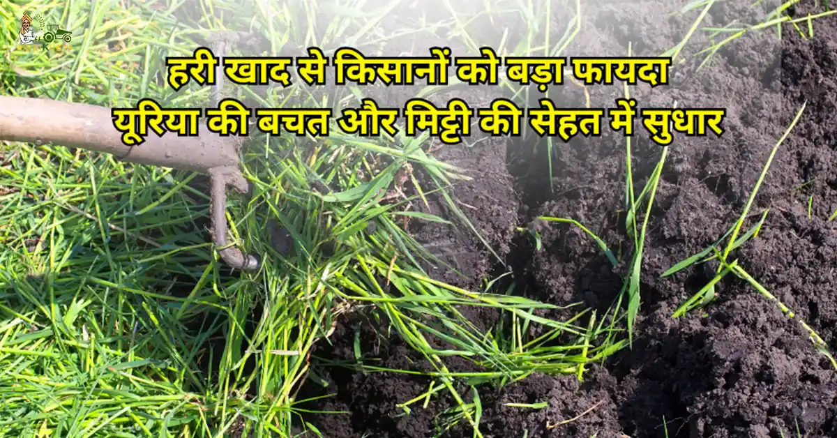 हरी खाद से किसानों को बड़ा फायदा - यूरिया की बचत और मिट्टी की सेहत में सुधार