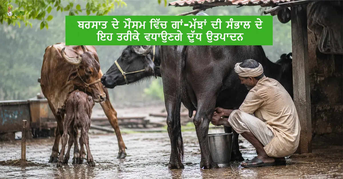 ਬਰਸਾਤ ਦੇ ਮੌਸਮ ਵਿੱਚ ਗਾਂ-ਮੱਝਾਂ ਦੀ ਸੰਭਾਲ ਦੇ ਇਹ ਤਰੀਕੇ ਵਧਾਉਣਗੇ ਦੁੱਧ ਉਤਪਾਦਨ