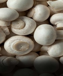शीर्ष 5 प्रकार के खाने योग्य मशरूम (Top 5 Types of Edible Mushrooms)