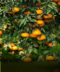 खट्टे फलों की खेती (Citrus Farming) का गाइड भारत में