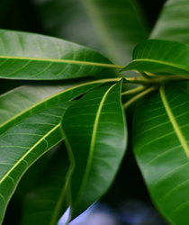 आम की पत्तियों के 5 अद्भुत स्वास्थ्य लाभ