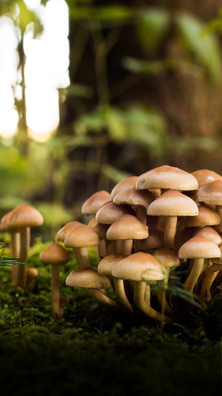 5 Tips to Grow Mushrooms at home