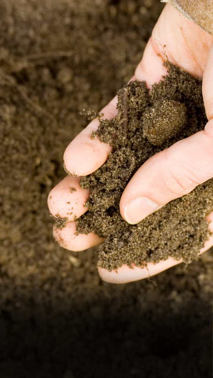 मिट्टी जांच क्यों है आवश्यक? जानिए सम्पूर्ण जानकारी यहां
