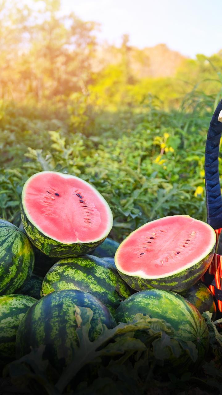 Top 5 Watermelon Health Benefits
