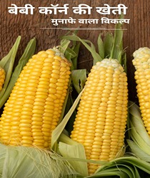 बेबी कॉर्न की खेती: मुनाफे वाला विकल्प (Baby Corn Ki Kheti: Munafadar Vikalp)