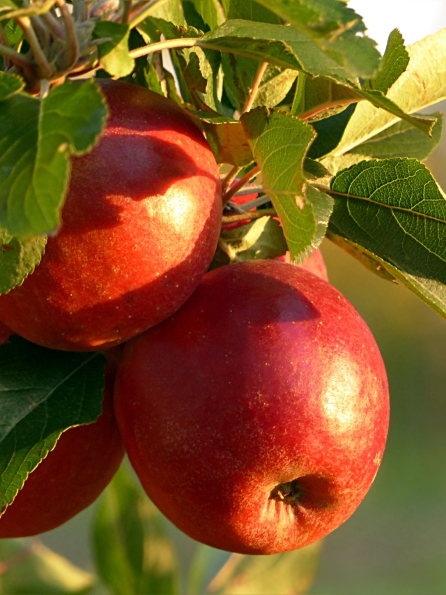 कृषि विज्ञान केंद्र पठानकोट द्वारा विकसित सेब की किस्म से पंजाब में होगी सेब की खेती