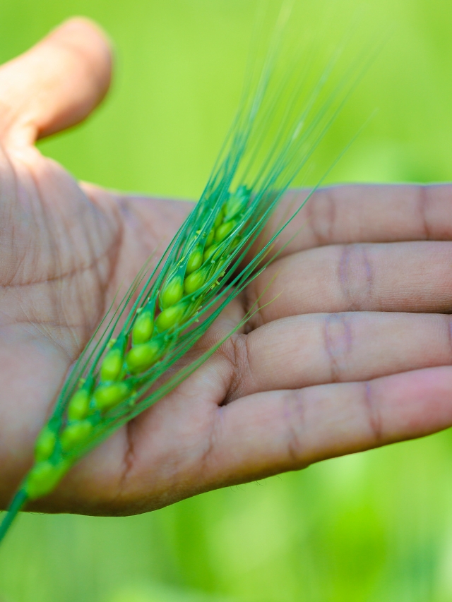 इस राज्य में खड़ी गेहूं की हरी फसल को बेचकर किसान अच्छी आय कर रहे हैं