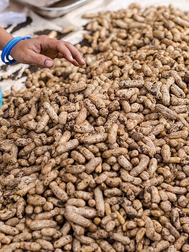 GroundNut Farming: मूंगफली की बुवाई