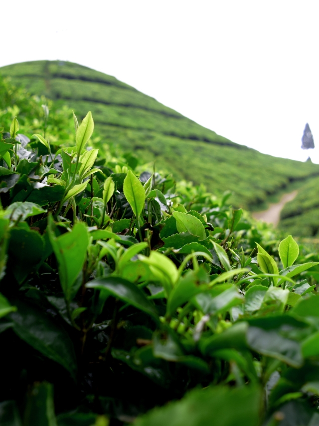 भारत ने किया रिकॉर्ड तोड़ चाय का निर्यात