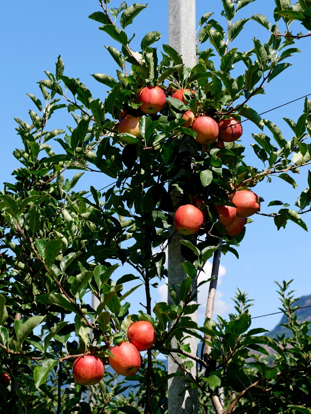 कृषि विज्ञान केंद्र पठानकोट द्वारा विकसित सेब की किस्म से पंजाब में होगी सेब की खेती