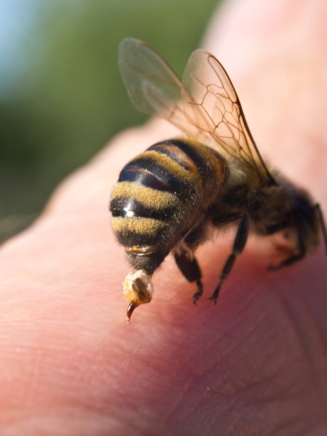 मधुमक्खी के डंक से किसान जल्द हो सकते हैं अमीर, 70 लाख रुपये है कीमत