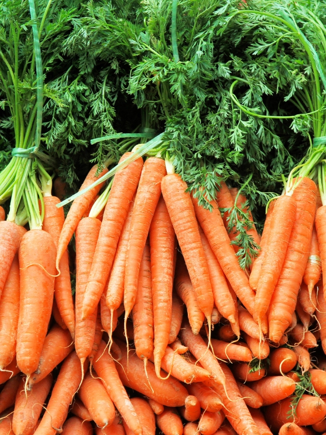 ऑफ सीजन में गाजर बोयें, अधिक मुनाफा पाएं (sow carrots in off season to reap more profit in hindi)