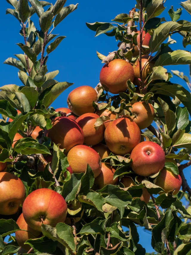 सेब की फसल इस कारण से हुई प्रभावित, राज्य के हजारों किसानों को नुकसान