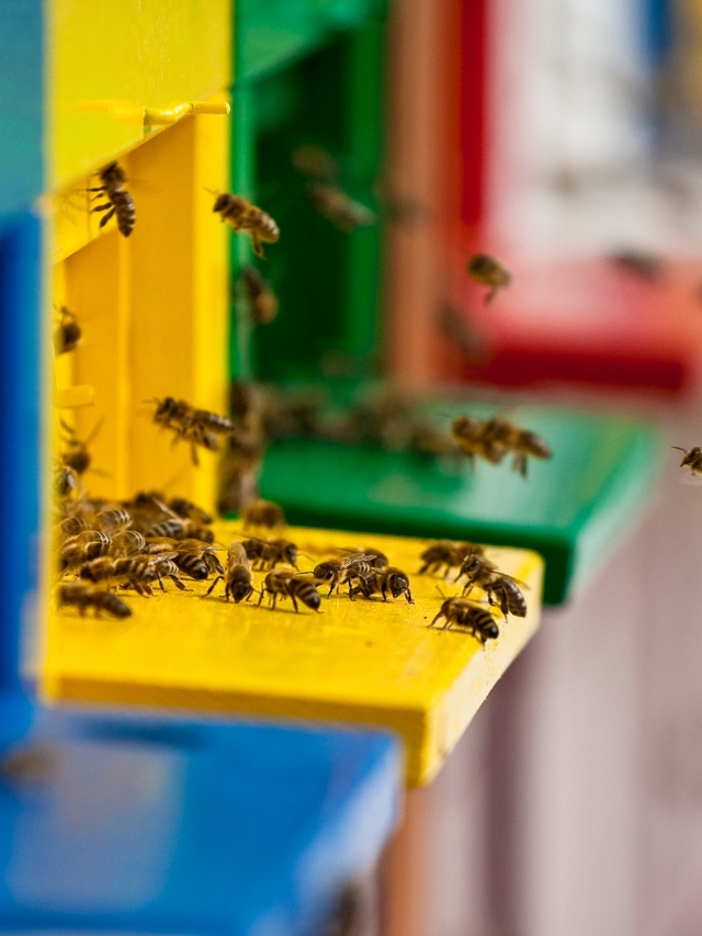 मधुमक्खी पालन के लिए दी जा रही है 75% तक सब्सिडी, जाने किसान कैसे उठा सकते हैं इसका लाभ
