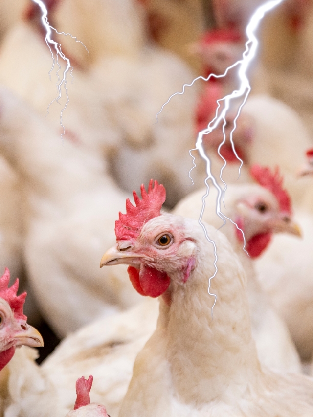 इस राज्य में आकाशीय बिजली गिरने से 1200 मुर्गियों की हुई मौत